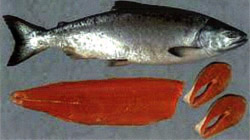 Spring or Chinook Salmon