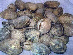 Clams (Manilla & Savory)