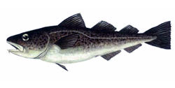 Morue Ling Cod