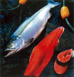 Sockeye